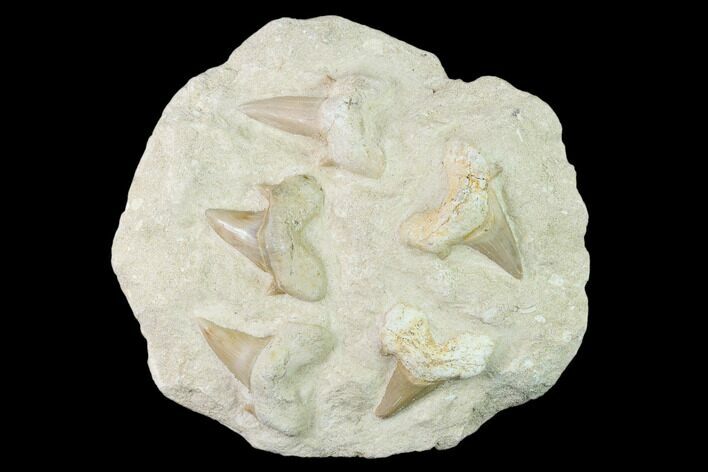 Fossil Mackerel Shark (Otodus) Teeth - Remounted On Rock #138510